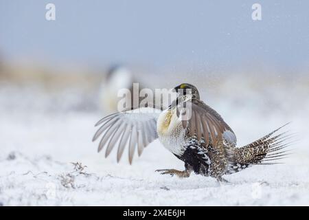 Greater Salbei Birkhühner, Balz, Colorado, USA Stockfoto