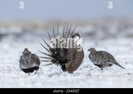 Greater Salbei Birkhühner, Balz, Colorado, USA Stockfoto