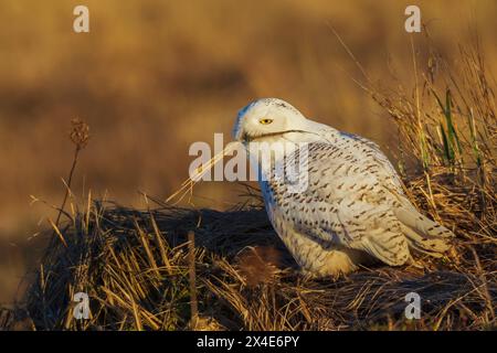 USA, Bundesstaat Washington. Damon Point, Schneeeule mit Nestmaterial Stockfoto