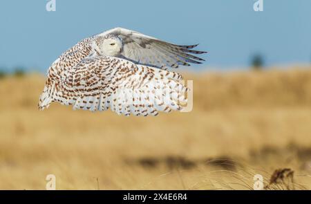 USA, Bundesstaat Washington. Damon Point, Schneeeule im Flug Stockfoto