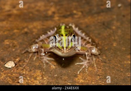 Ein schöner Flussfrosch (Amietia angolensis) in freier Wildbahn Stockfoto