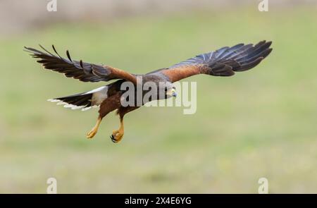 USA, Südtexas. Laguna Seca Ranch, Harris' Falke, im Flug Stockfoto