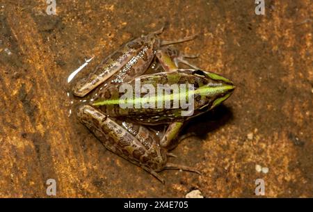 Ein schöner Flussfrosch (Amietia angolensis) in freier Wildbahn Stockfoto