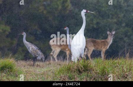 USA, Südtexas, Keuchkran, Sandhügelkrane und Wildschwanzhirsche, Frühlingsregen Stockfoto