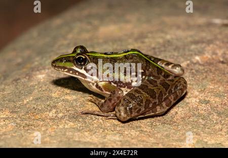 Ein schöner Flussfrosch (Amietia angolensis) in freier Wildbahn Stockfoto