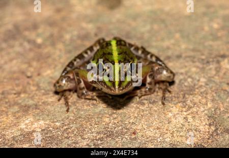 Ein schöner Flussfrosch (Amietia angolensis) in freier Wildbahn Stockfoto