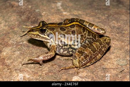 Ein schöner Flussfrosch (Amietia angolensis) in freier Wildbahn Stockfoto