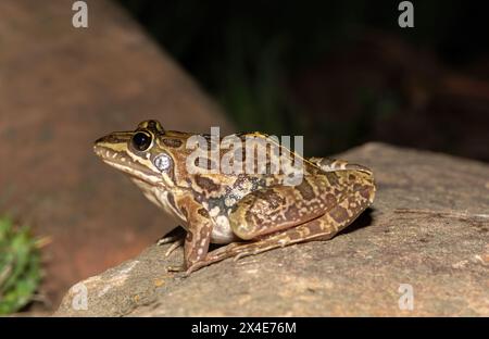 Ein schöner Flussfrosch (Amietia angolensis) in freier Wildbahn Stockfoto