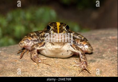 Ein schöner Flussfrosch (Amietia angolensis) in freier Wildbahn Stockfoto