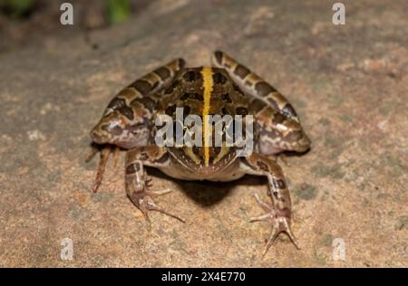 Ein schöner Flussfrosch (Amietia angolensis) in freier Wildbahn Stockfoto