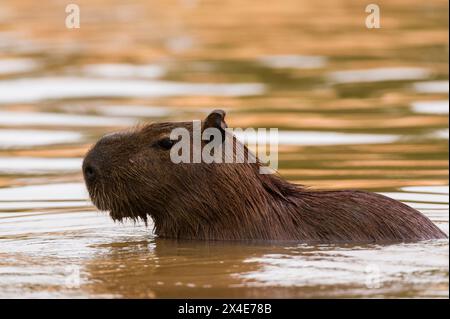 Eine Capybara, Hydrochoerus Hydrochoerus, im Cuiaba River. Mato Grosso Do Sul State, Brasilien. Stockfoto