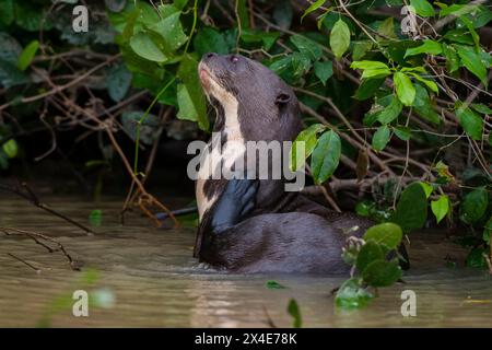 Ein Riesenotter, Pteronura brasiliensis, der in einem Fluss des Staates Mato Grosso do Sul, Brasilien, ruht. Stockfoto