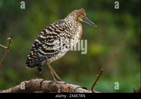 A Rufescent Tiger-Reiher, juvenile, Tigrisoma lineatum, Pantanal, Mato Grosso, Brasilien. Stockfoto