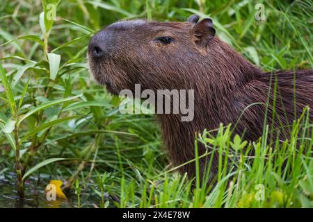 Nahaufnahme von Capybara, Hydrochoerus Hydrochoerus, in den Pantanal-Feuchtgebieten. Mato Grosso Do Sul State, Brasilien. Stockfoto