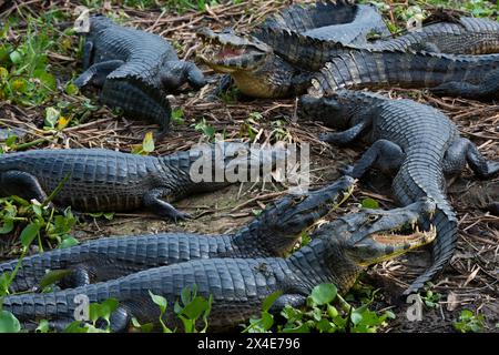 Yacare Caimans, Caiman Crocodylus yacare, am Ufer des Cuiaba River. Mato Grosso Do Sul State, Brasilien. Stockfoto