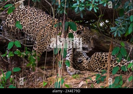 Ein männlicher Jaguar, Panthera onca, nähert sich einem weiblichen Jaguar im Schatten des Waldes. Mato Grosso Do Sul, Brasilien. Stockfoto