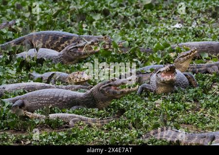 Yacare-Kaimane, Caiman yacare, ruhend. Pantanal, Mato Grosso, Brasilien Stockfoto