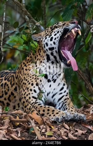 Ein jaguar, Panthera onca, gähnend. Pantanal, Mato Grosso, Brasilien Stockfoto