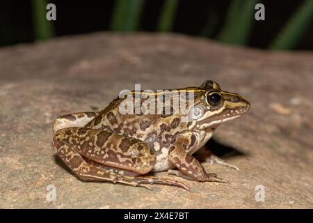 Ein schöner Flussfrosch (Amietia angolensis) in freier Wildbahn Stockfoto