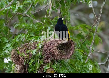 Ein gelbwühliger Cacique, Cacicus cela, am Nest. Pantanal, Mato Grosso, Brasilien Stockfoto