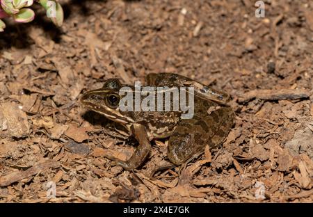 Ein schöner Flussfrosch (Amietia angolensis) in freier Wildbahn Stockfoto