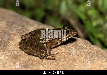 Ein schöner Flussfrosch (Amietia angolensis) in freier Wildbahn Stockfoto