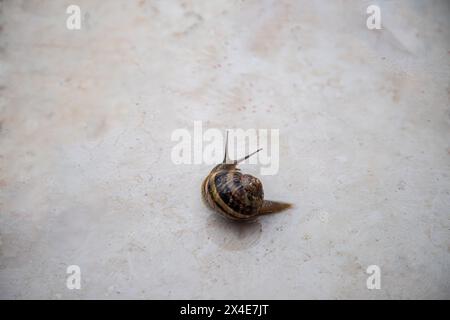 Eine Schnecke auf einer Steinplatte nach dem Regen Stockfoto