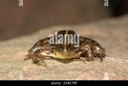 Ein schöner Flussfrosch (Amietia angolensis) in freier Wildbahn Stockfoto