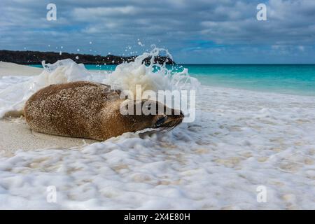 Galapagos Seelöwe, Zalophus californianus Wollebaeki, kühlt sich in Wellen an einem Sandstrand ab. Gardner Bay, Galapagos, Ecuador Stockfoto
