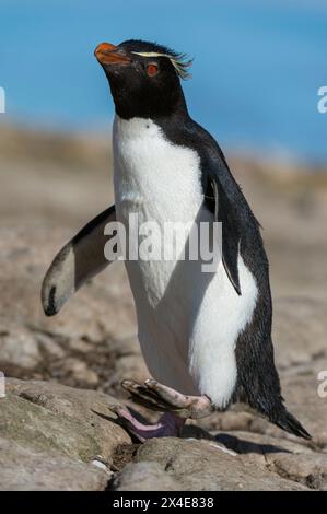 Ein Steintrichter-Pinguin, Eudytes chrysocome, der auf einem Felsen läuft. Pebble Island, Falkland Islands Stockfoto