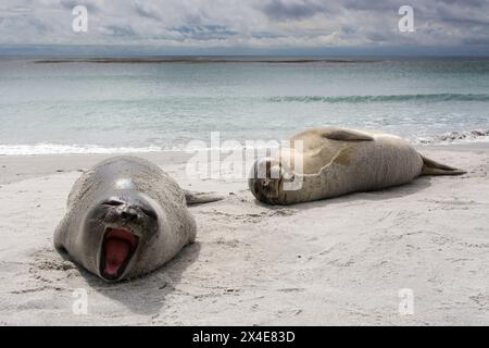 Junge südliche Elefantenrobben, Mirounga leonina, ruhen sich am Strand aus. Sea Lion Island, Falkland Islands Stockfoto