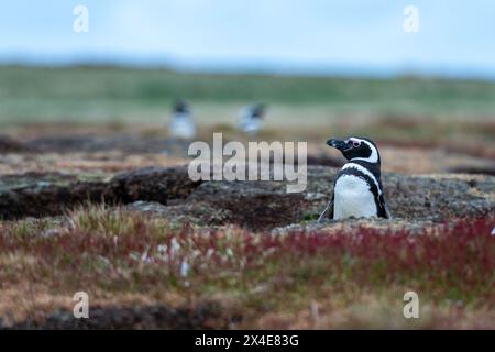 Magellanic Pinguin, Spheniscus magellanicus, am Eingang seines Baus. Sea Lion Island, Falkland Islands Stockfoto