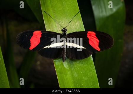 Ein Heliconius Erato petiverana Schmetterling, der auf einem Blatt ruht. La Paz Wasserfallgärten, Costa Rica. Stockfoto