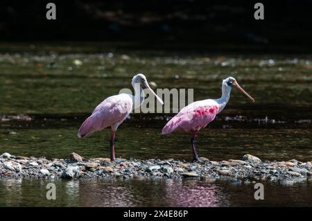 Ein Paar Rosenlöffler, Platalea Ajaja, läuft auf Steinen in einem Fluss. Corcovado Nationalpark, Osa Halbinsel, Costa Rica. Stockfoto