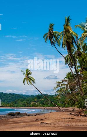 Ein Sandstrand mit Palmen. Drake Bay, Osa Peninsula, Costa Rica. Stockfoto