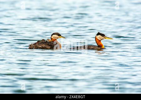 USA, Alaska. Rothals-Grebe-Eltern und Küken im Wasser. Stockfoto