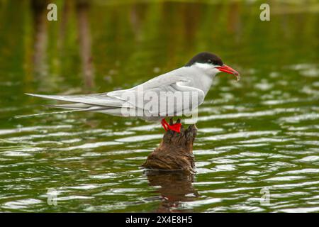 USA, Alaska, Potter's Marsh. Arktische Seeschwalbe auf Stumpf mit Fischbeute. Stockfoto