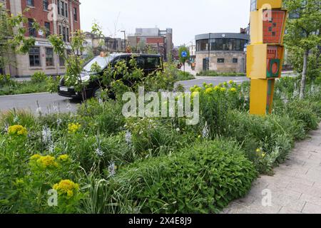 Castlegate Grey to Green Park Sheffield Stadtzentrum England Großbritannien, Innenstadtgrün öffentlicher Garten Pflanzen städtische Umwelt Nachhaltigkeit Biodiversität Stockfoto