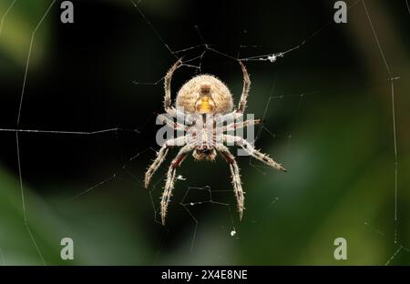 Eine schöne haarige Feldspinne (Neoscona sp) Stockfoto