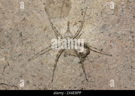 Langgesponnene Rindenspinne (Hersilia sp) Stockfoto