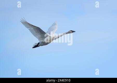 USA, Alaska, Lake Clark National Park. Trompeterschwan Nahaufnahme im Flug. Stockfoto