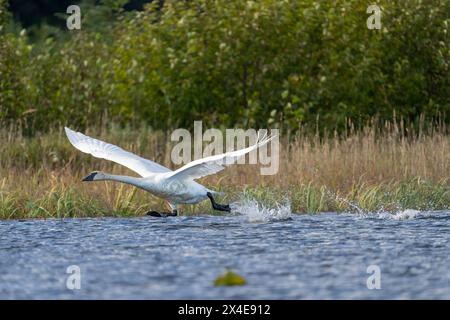 USA, Alaska, Lake Clark National Park. Der Trompeterschwan startet vom Silver Salmon Lake. Stockfoto