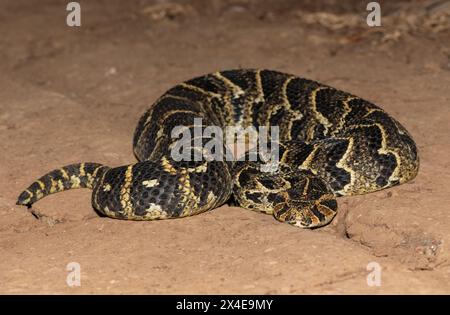 Nahaufnahme des hochgiftigen Puff Adder (Bitis arietans) Stockfoto