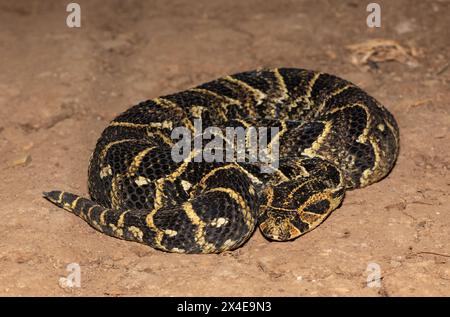 Nahaufnahme des hochgiftigen Puff Adder (Bitis arietans) Stockfoto