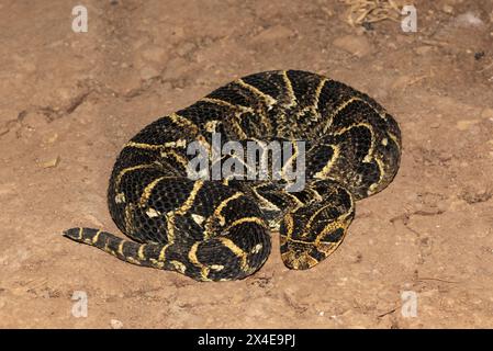 Nahaufnahme des hochgiftigen Puff Adder (Bitis arietans) Stockfoto