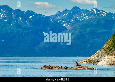 USA, Alaska, Glacier Bay National Park. Steller Seelöwen auf Felsen, die aus dem Wasser ragen. Stockfoto