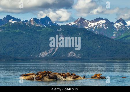 USA, Alaska, Glacier Bay National Park. Steller Seelöwen auf Felsen, die aus dem Wasser ragen. Stockfoto