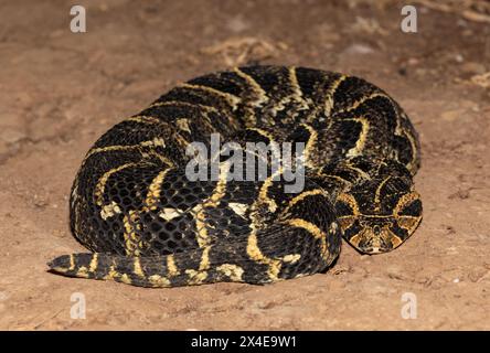 Nahaufnahme des hochgiftigen Puff Adder (Bitis arietans) Stockfoto