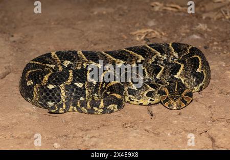 Nahaufnahme des hochgiftigen Puff Adder (Bitis arietans) Stockfoto