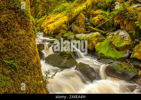 USA, Alaska, Tongass National Forest. Landschaft mit Anan Creek. Stockfoto